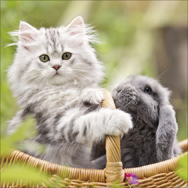 Weitere Ansicht: Tierfreundschaften - Familientimer 2026