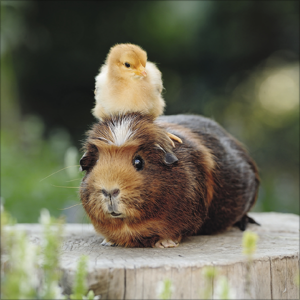 Weitere Ansicht: Tierfreundschaften - Familientimer 2026