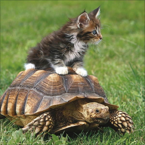 Weitere Ansicht: Tierfreundschaften - Familientimer 2026