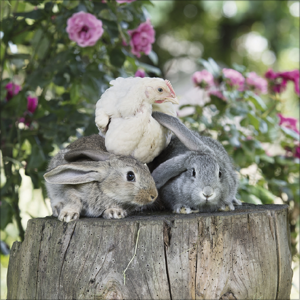 Weitere Ansicht: Tierfreundschaften - Familientimer 2026