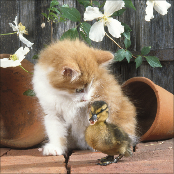 Weitere Ansicht: Tierfreundschaften - Familientimer 2026