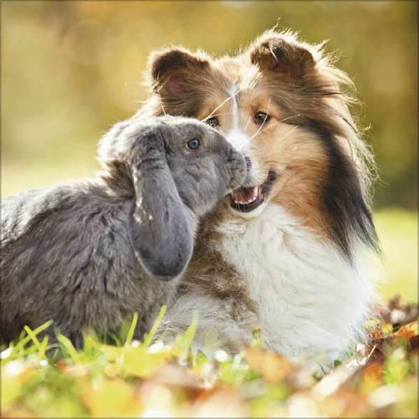 Weitere Ansicht: Tierfreundschaften - Familientimer 2026