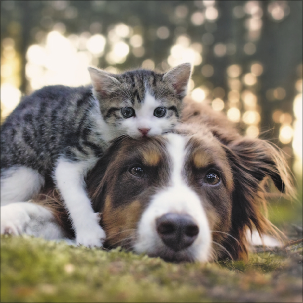 Weitere Ansicht: Tierfreundschaften - Familientimer 2026