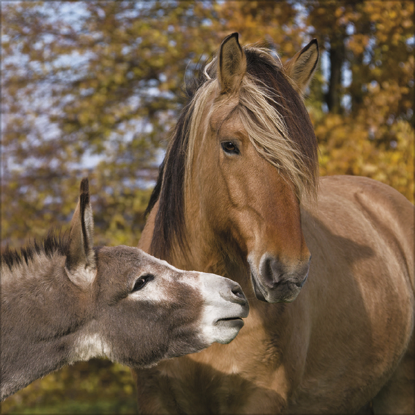 Weitere Ansicht: Tierfreundschaften - Familientimer 2026