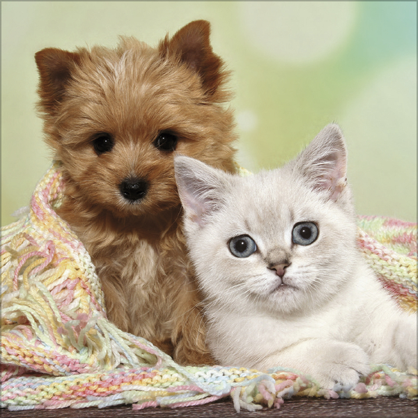 Weitere Ansicht: Tierfreundschaften - Familientimer 2026