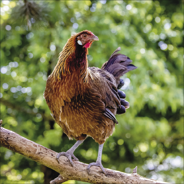 Weitere Ansicht: Hühner 2026