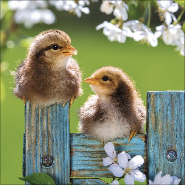 Weitere Ansicht: Hühner 2026