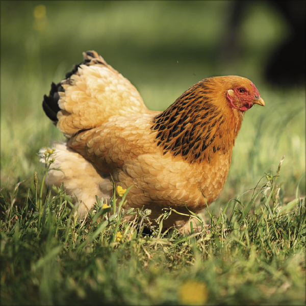 Weitere Ansicht: Hühner 2026