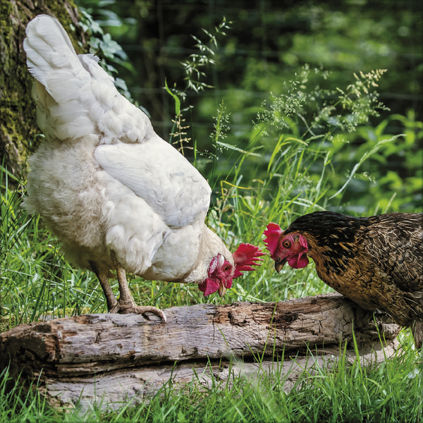 Weitere Ansicht: Hühner 2026