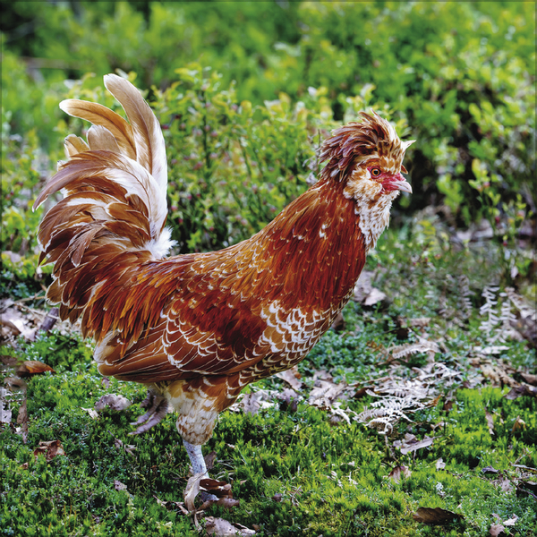 Weitere Ansicht: Hühner 2026