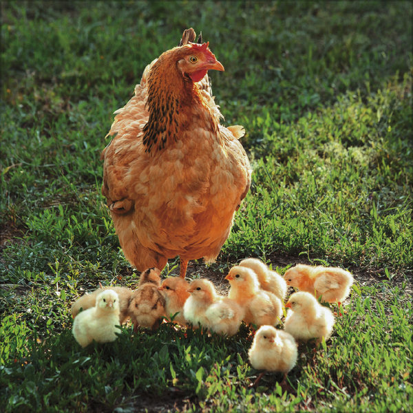 Weitere Ansicht: Hühner 2026