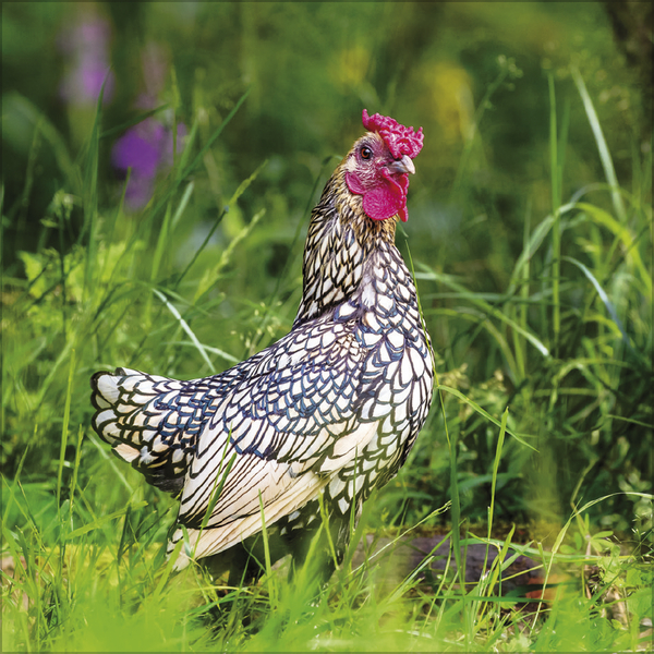 Weitere Ansicht: Hühner 2026