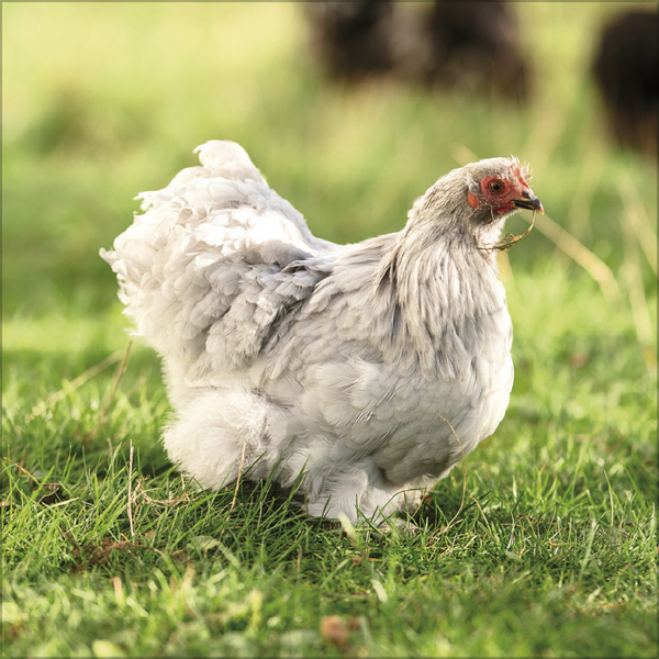 Weitere Ansicht: Hühner 2026