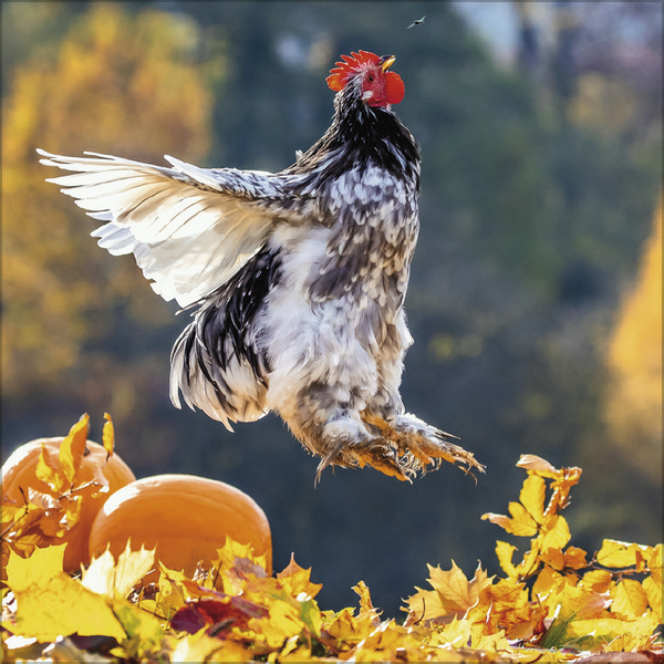 Weitere Ansicht: Hühner 2026