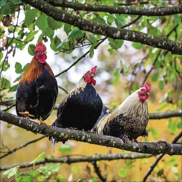 Weitere Ansicht: Hühner 2026