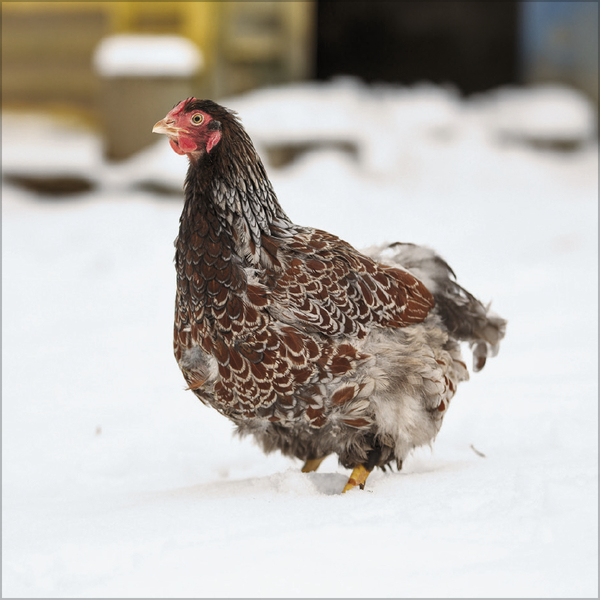 Weitere Ansicht: Hühner 2026