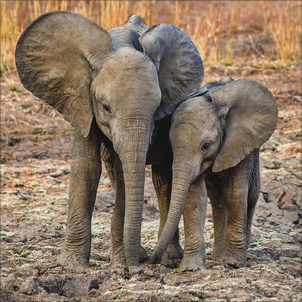 Weitere Ansicht: Elefanten 2026