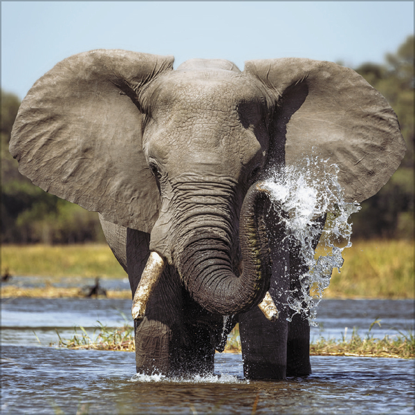 Weitere Ansicht: Elefanten 2026