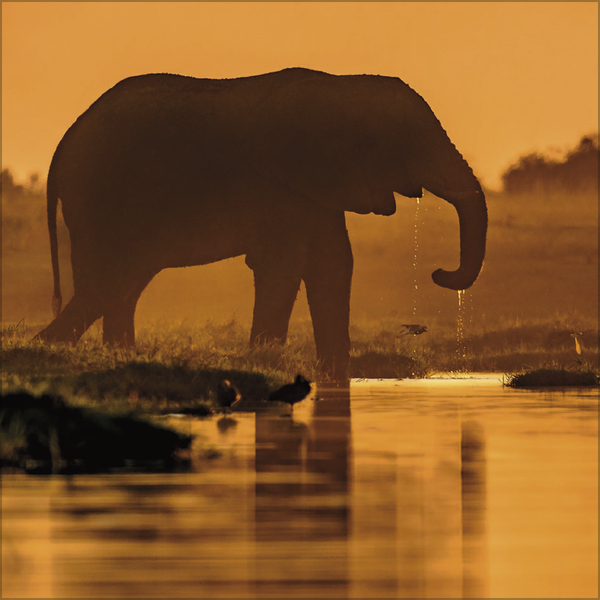 Weitere Ansicht: Elefanten 2026