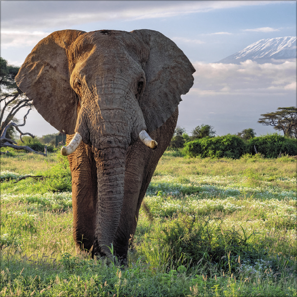 Weitere Ansicht: Elefanten 2026