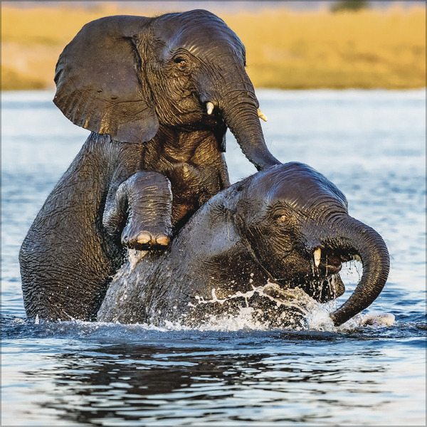 Weitere Ansicht: Elefanten 2026