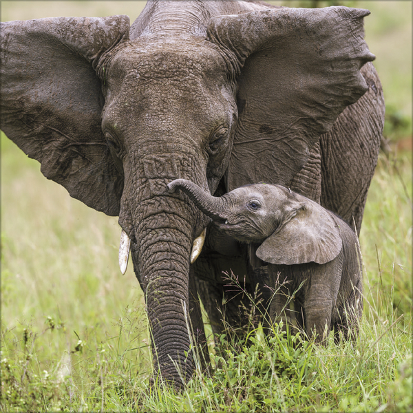 Weitere Ansicht: Elefanten 2026