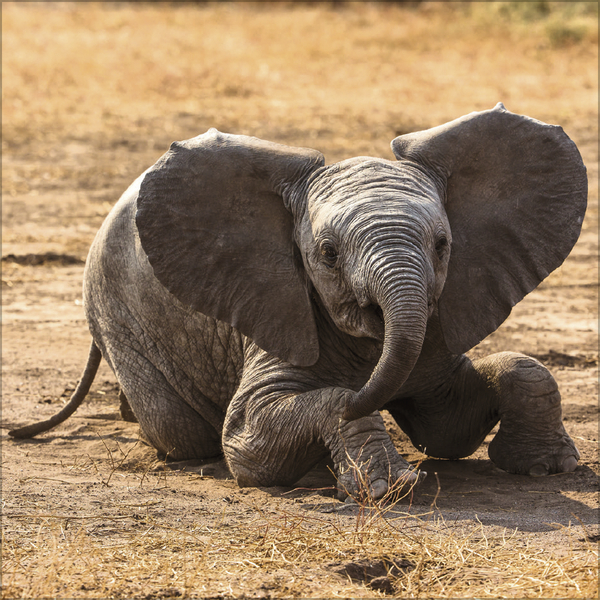 Weitere Ansicht: Elefanten 2026