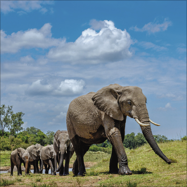 Weitere Ansicht: Elefanten 2026