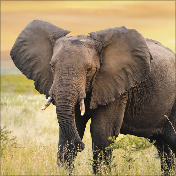 Weitere Ansicht: Elefanten 2026