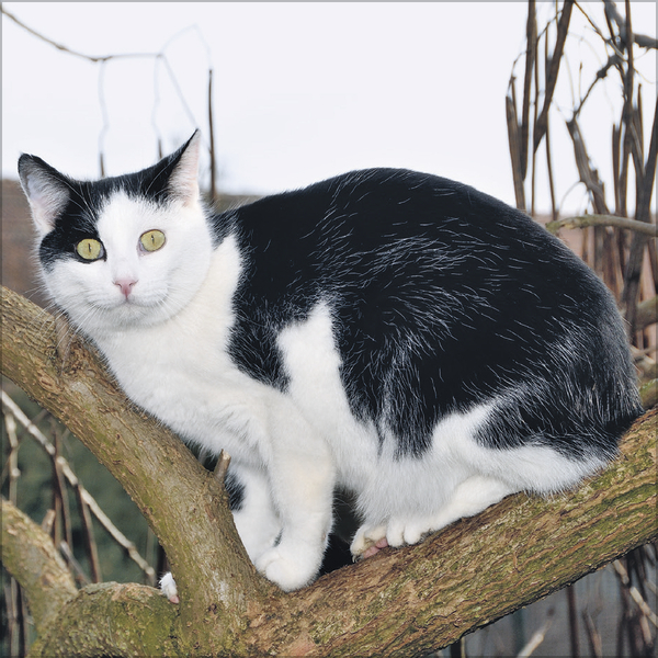 Weitere Ansicht: Cats 2026