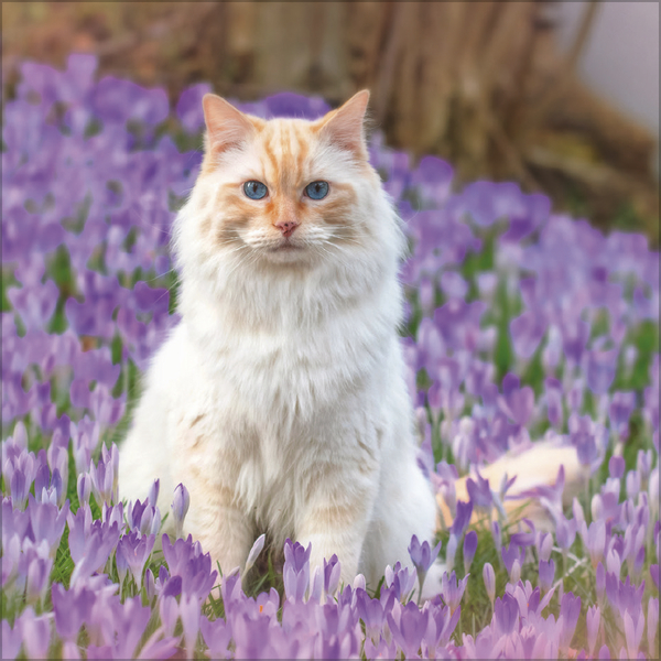 Weitere Ansicht: Cats 2026