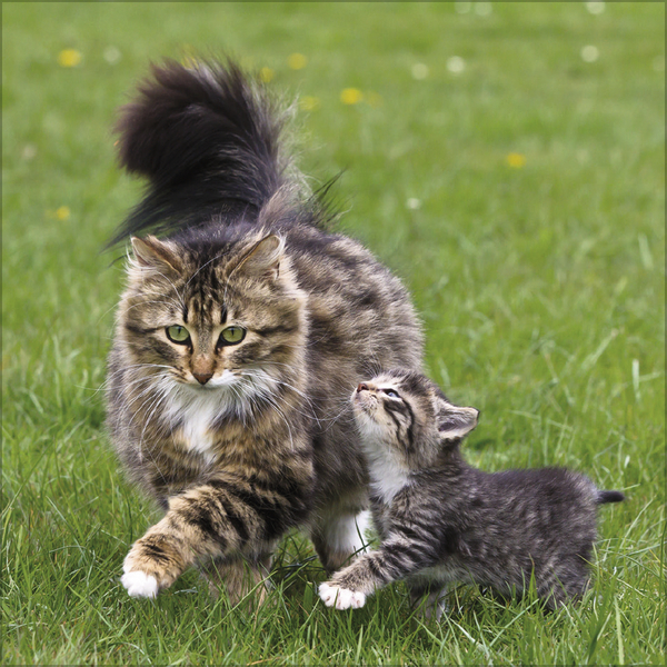 Weitere Ansicht: Cats 2026