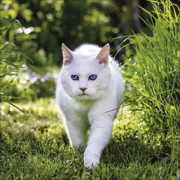 Weitere Ansicht: Cats 2026