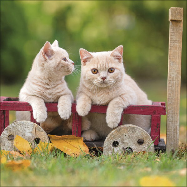 Weitere Ansicht: Cats 2026