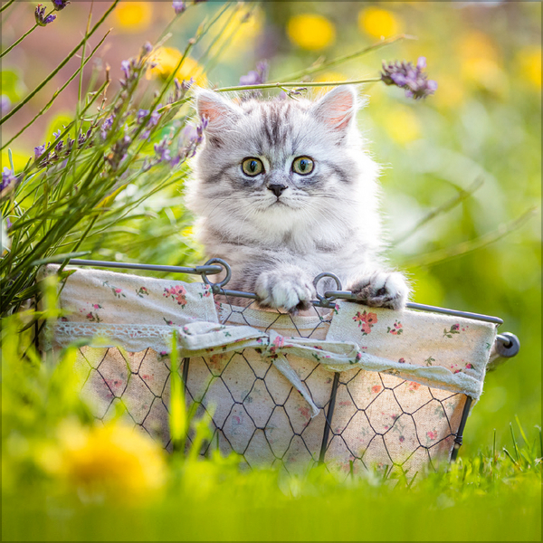 Weitere Ansicht: Cats 2026