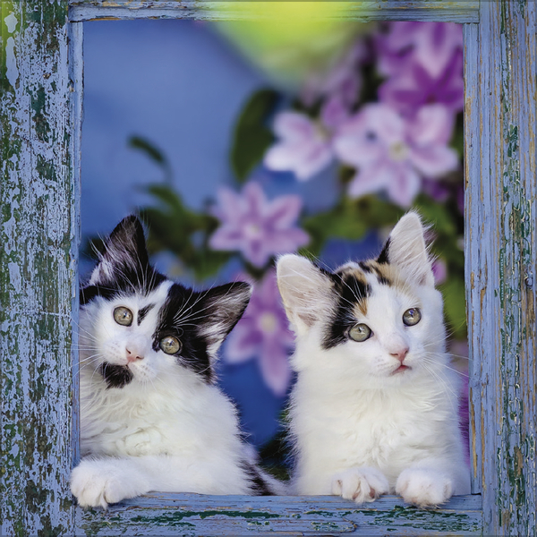 Weitere Ansicht: Cats 2026