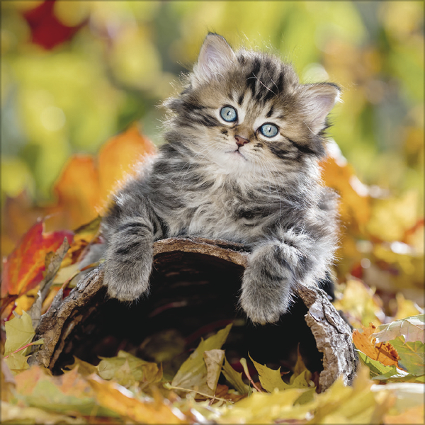 Weitere Ansicht: Cats 2026