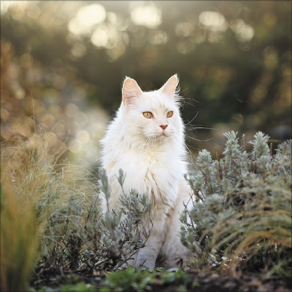 Weitere Ansicht: Cats 2026