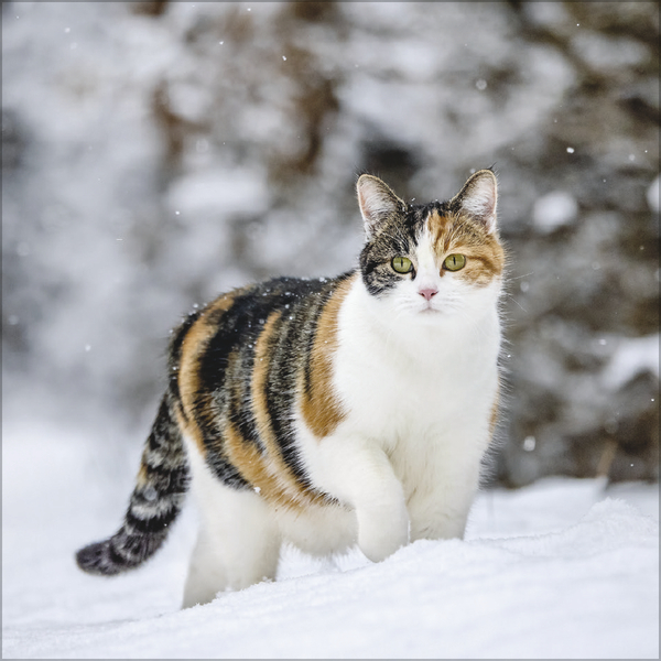 Weitere Ansicht: Cats 2026