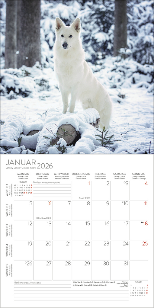 Weitere Ansicht: Dogs 2026