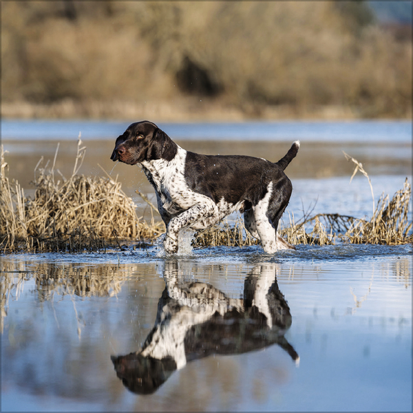 Weitere Ansicht: Dogs 2026