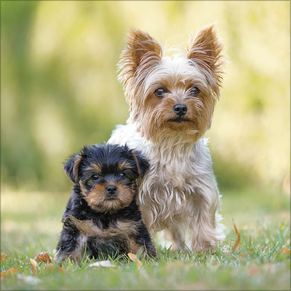 Weitere Ansicht: Dogs 2026