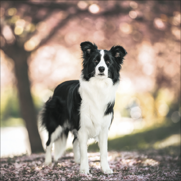 Weitere Ansicht: Dogs 2026