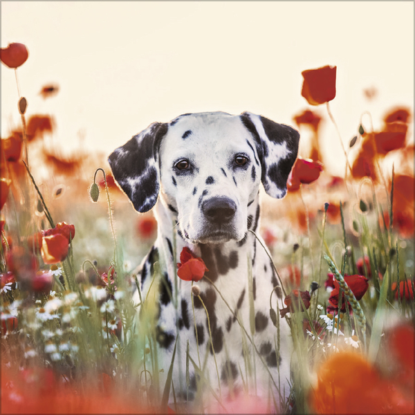 Weitere Ansicht: Dogs 2026