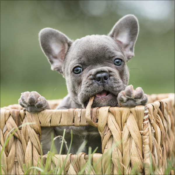 Weitere Ansicht: Dogs 2026