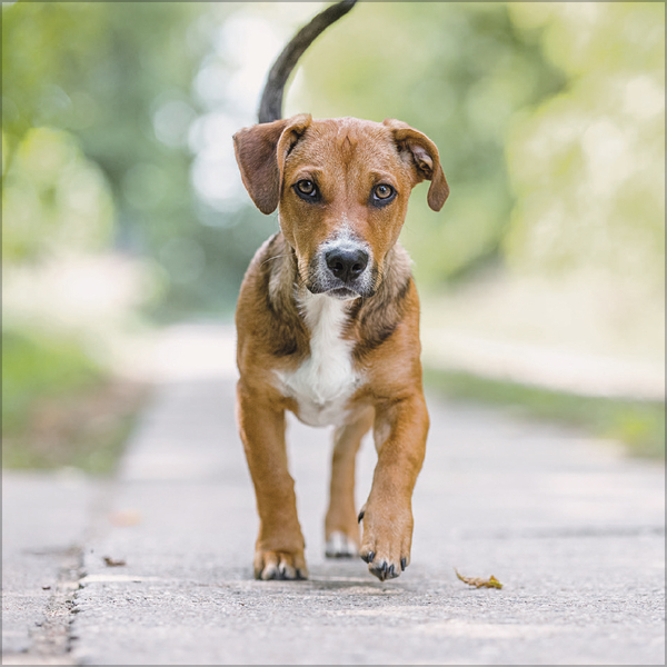 Weitere Ansicht: Dogs 2026