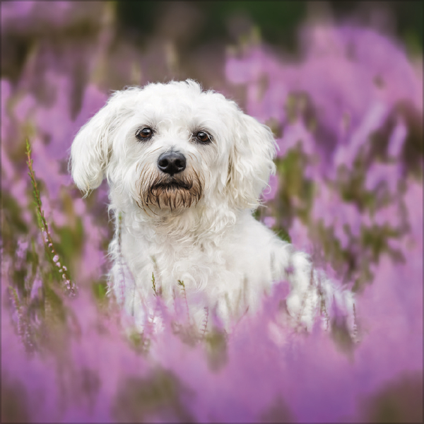 Weitere Ansicht: Dogs 2026