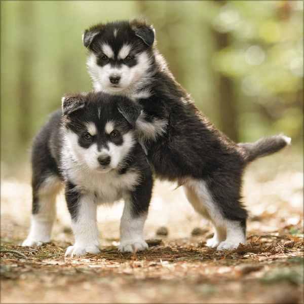 Weitere Ansicht: Dogs 2026