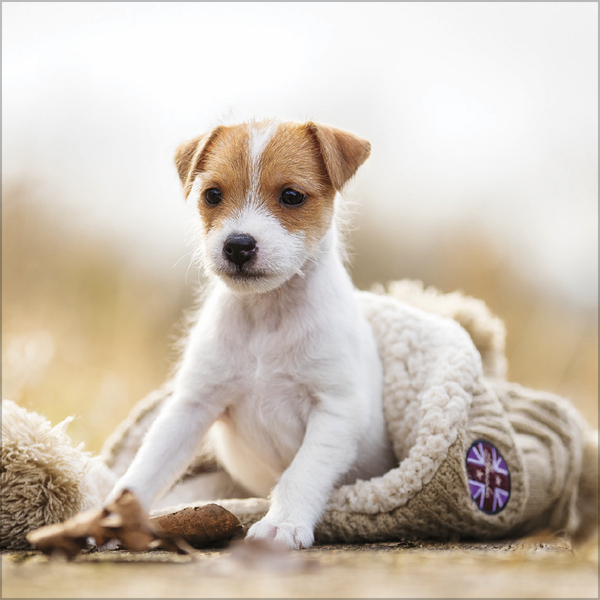 Weitere Ansicht: Dogs 2026