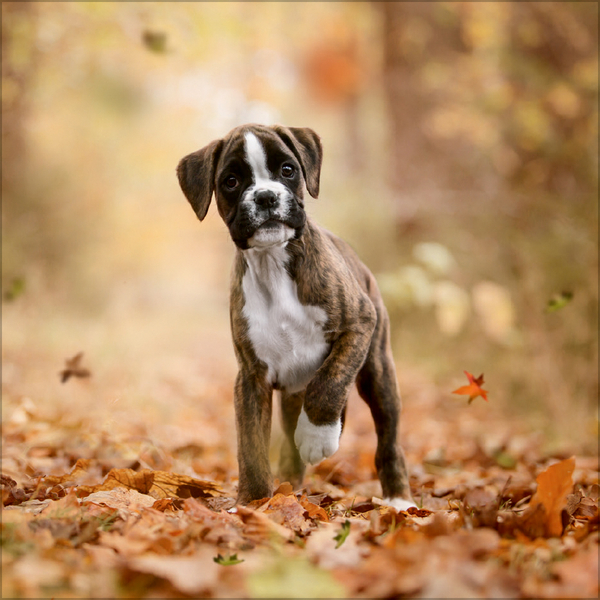 Weitere Ansicht: Dogs 2026